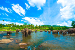 Pinnawela Elephant orphanage leapri car hire sri lanka