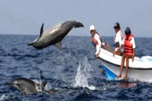 Sri Lanka whale watching tours