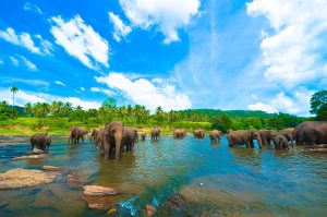 Elephants in sri lanka by club lespri kandy