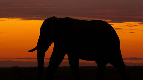 Wild Life Elephant Sri Lanka Lespri