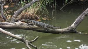 attractions near lespri grand negombo