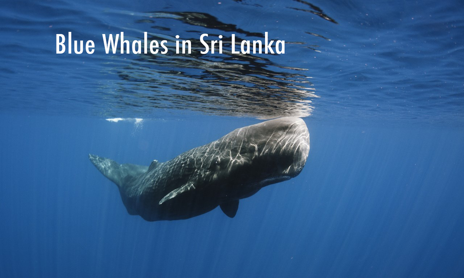 Best things to do in Sri Lanka. 10 best things to see in Sri Lanka. Tours.